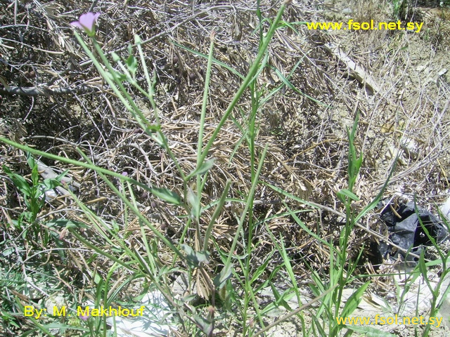 Epilobium tetragonum  L. 