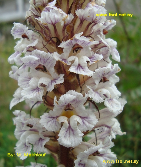 Orobanche crenata Forssk.