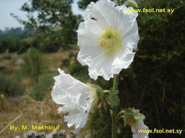 Alcea rufescens Boiss