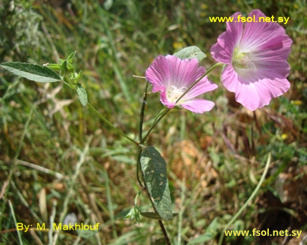 Lavatera punctata All.