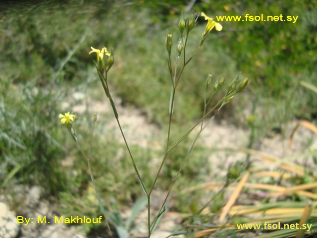 Linum corymbulosum (Planch.) Reichenb.