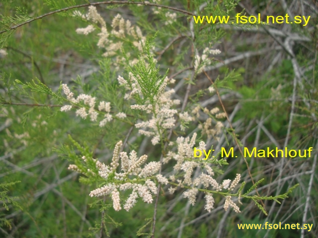 Tamarix smyrnensis Puge.