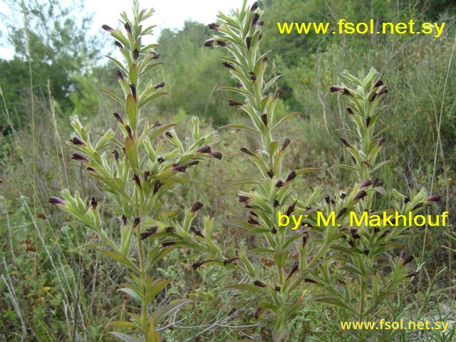 Siphonostegia syriaca (Boiss et Reut.) Boiss.