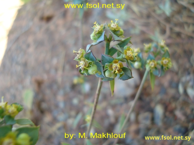 Euphorbia cassia  Boiss.