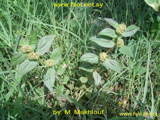 Euphorbia hirta L.