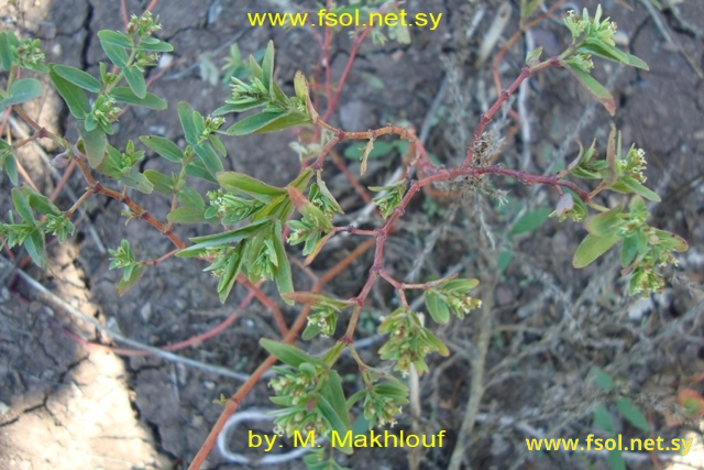 Euphorbia nutans Lag.