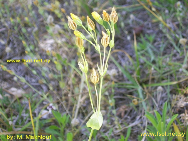 Blackstonia acuminata (Koch et Ziz.) Domin