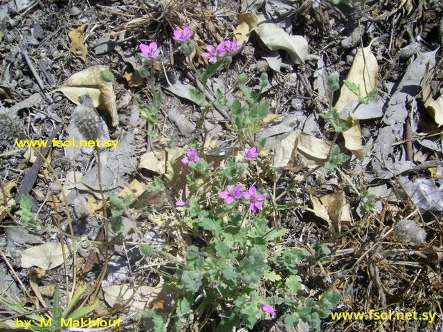 Erodium touchyanum Delile ex Godr.