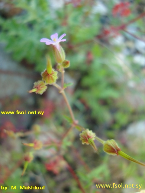 Geranium purpureum L.