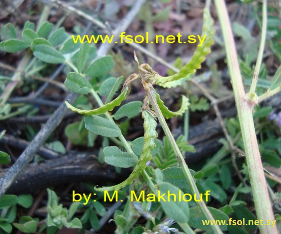 Biserrula pelecinus  L