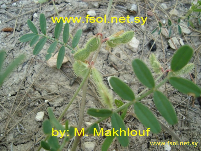 Hedysarum spinosissimum L.