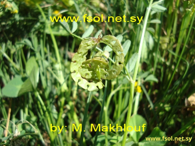 Hippocrepis multisiliquosa L.