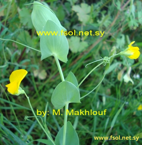 Lathyrus aphaca L.