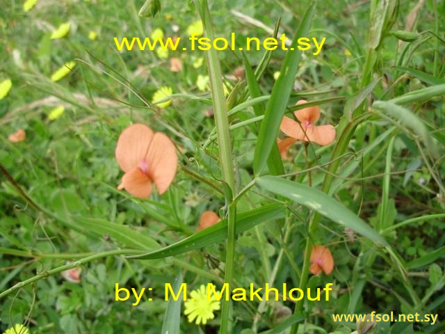 Lathyrus blepharicarpus Boiss.