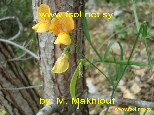 Lathyrus heirosolymitanus Boiss.