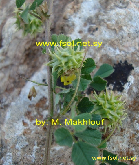 Medicago rigidula  (L.) All