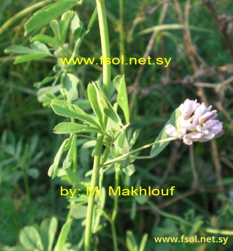 Medicago sativa  L