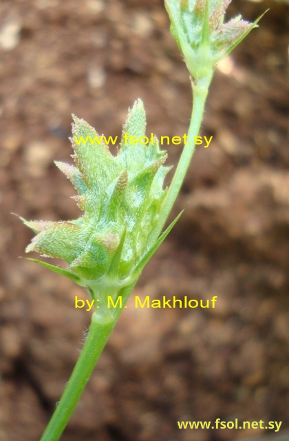 Onobrychis crista-galli (L.) Lam