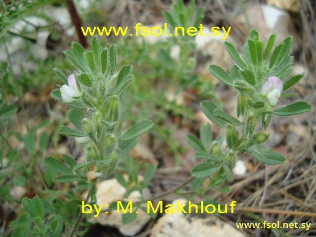 Ononis reclinata L.