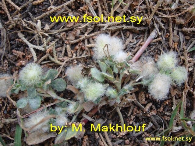 Trifolium pilulare Boiss.