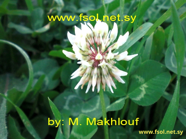 Trifolium repens L.