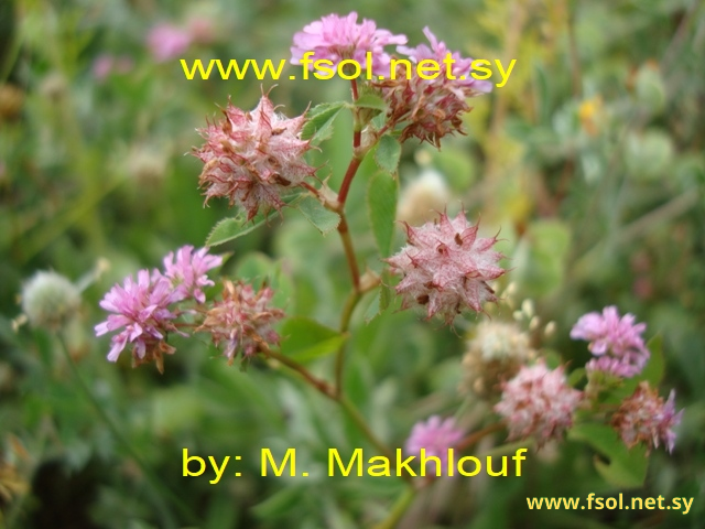 Trifolium resupinatum L.