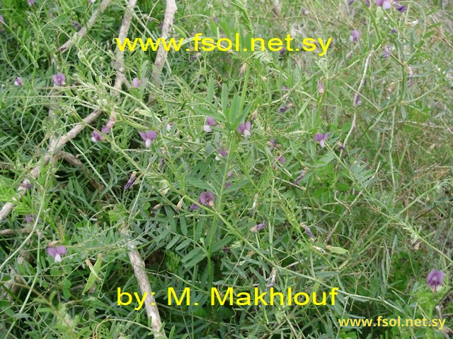 Vicia peregrina L.
