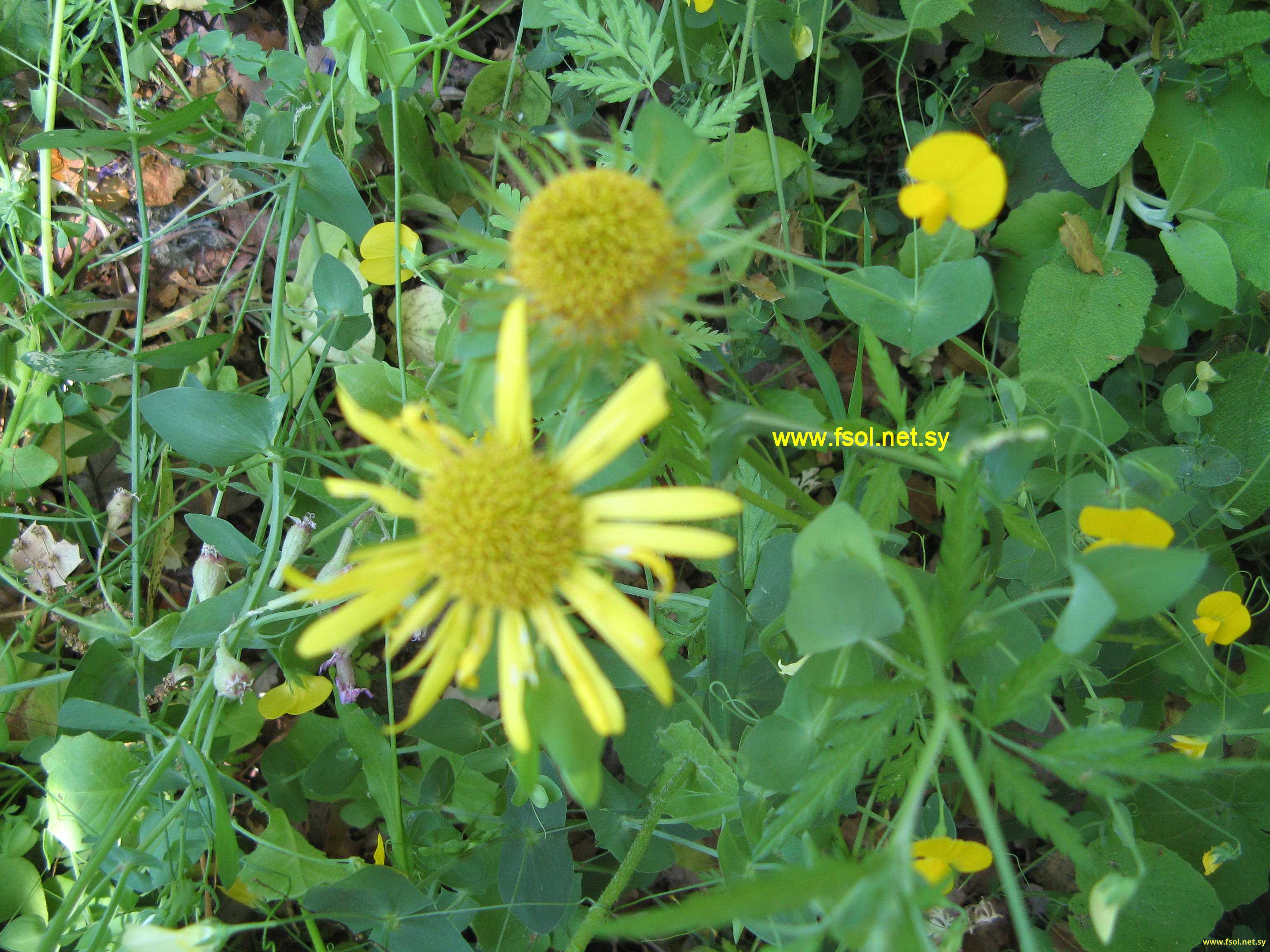 Doronicum orientale Hoffm