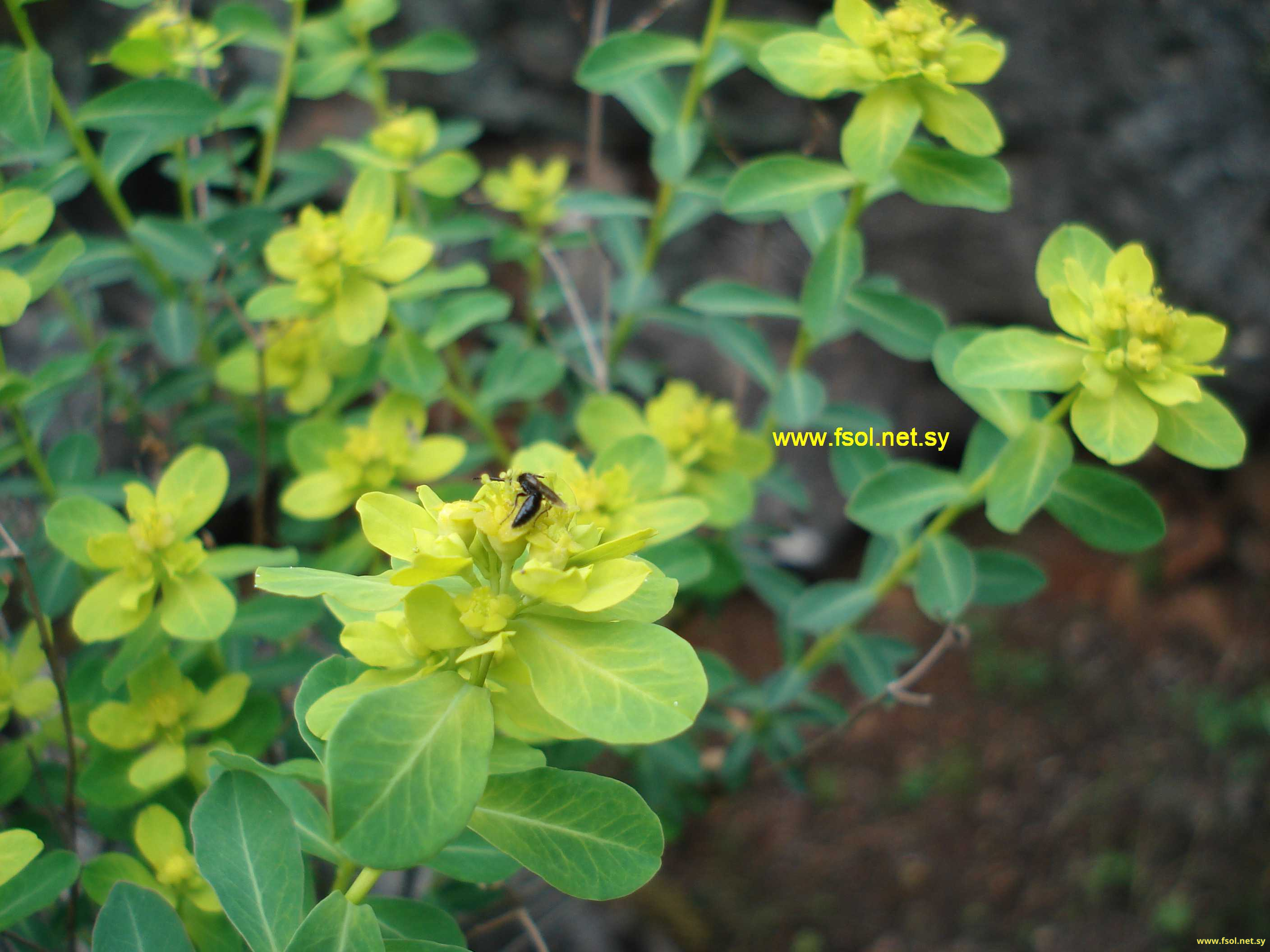 Euphorbia thamnoides Boiss.