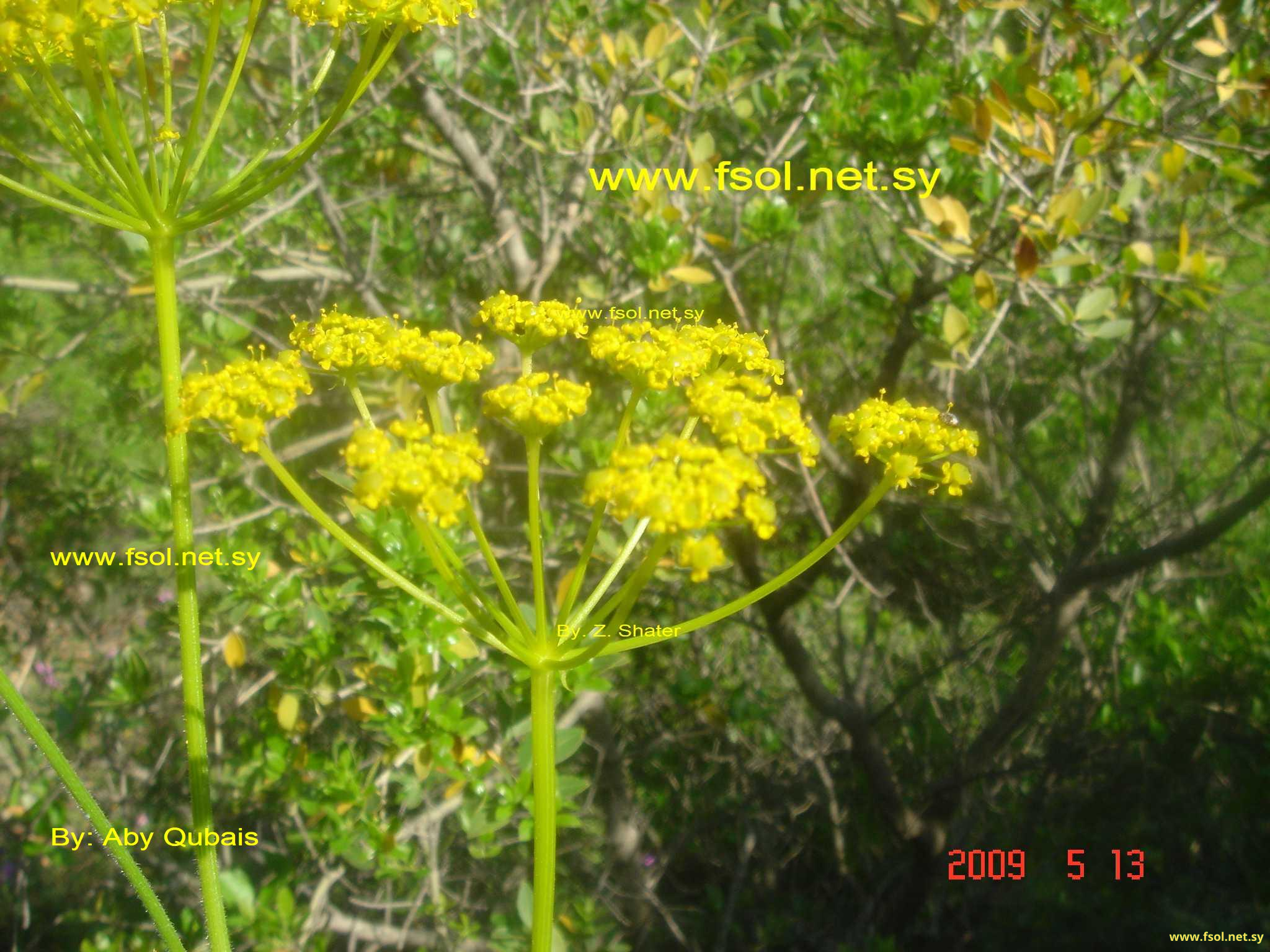 Opopanax hispidus (Friv.) Griseb.