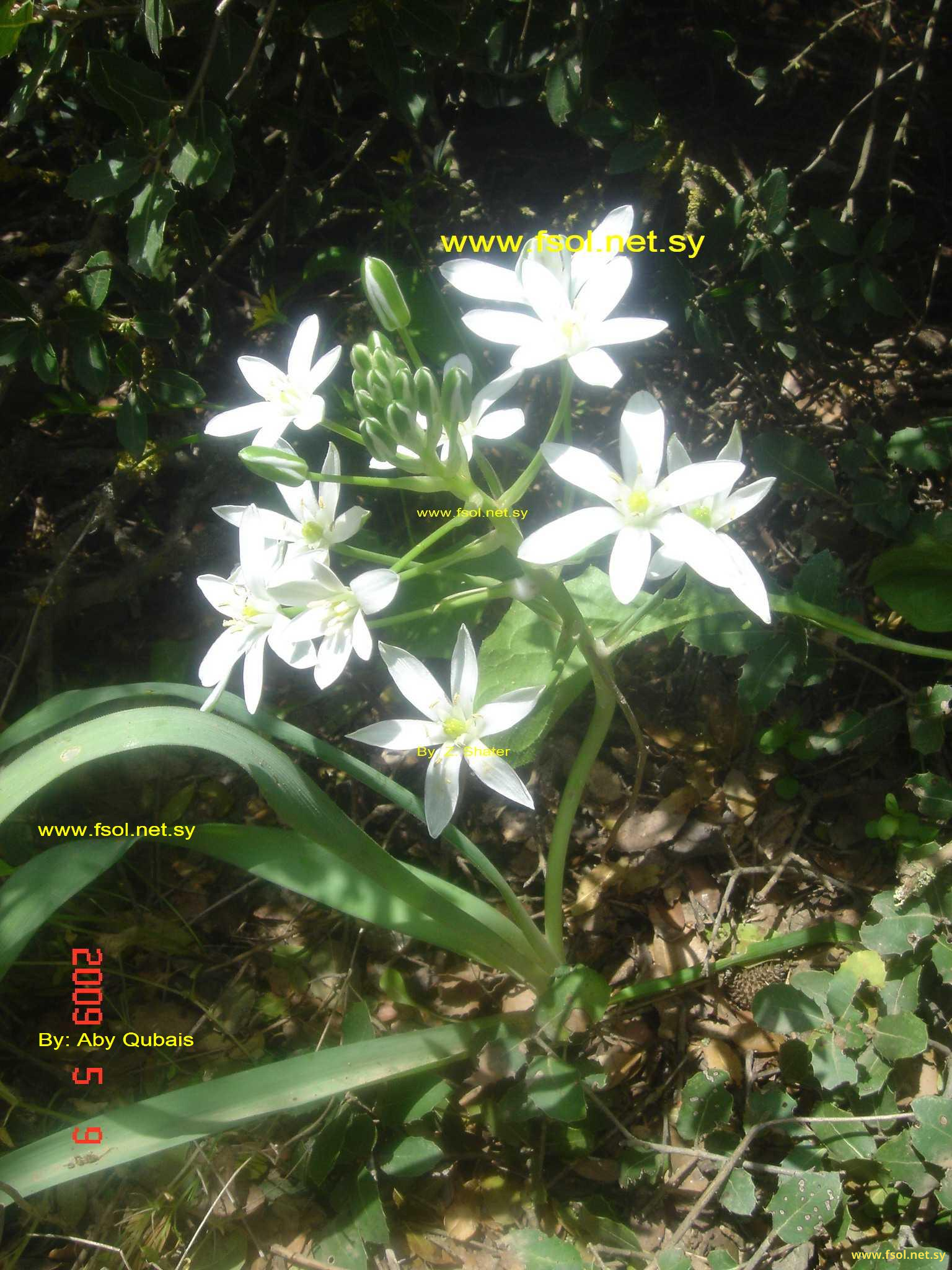 Ornithogalum narbonense L.