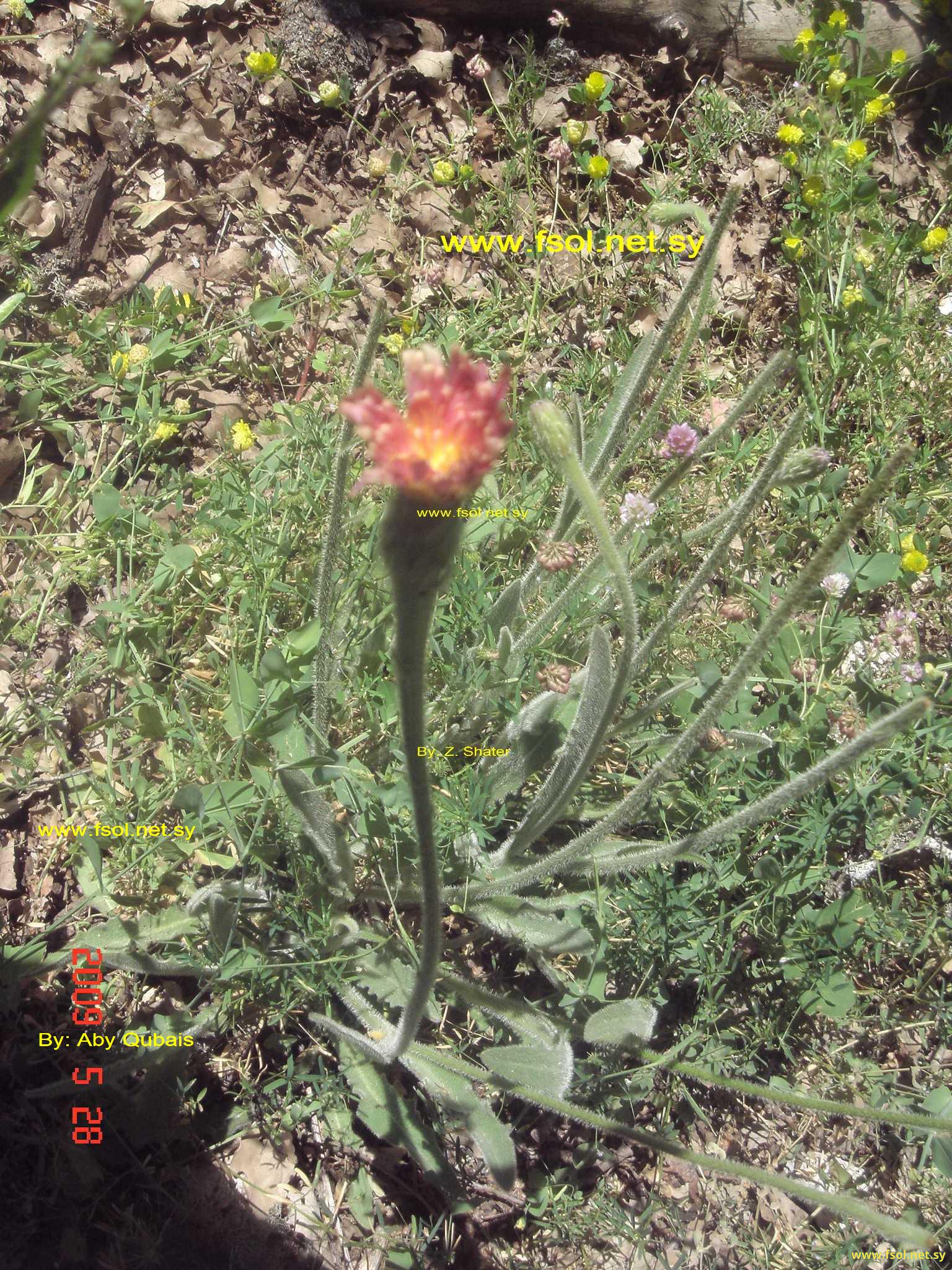 Scorzonera papposa DC.