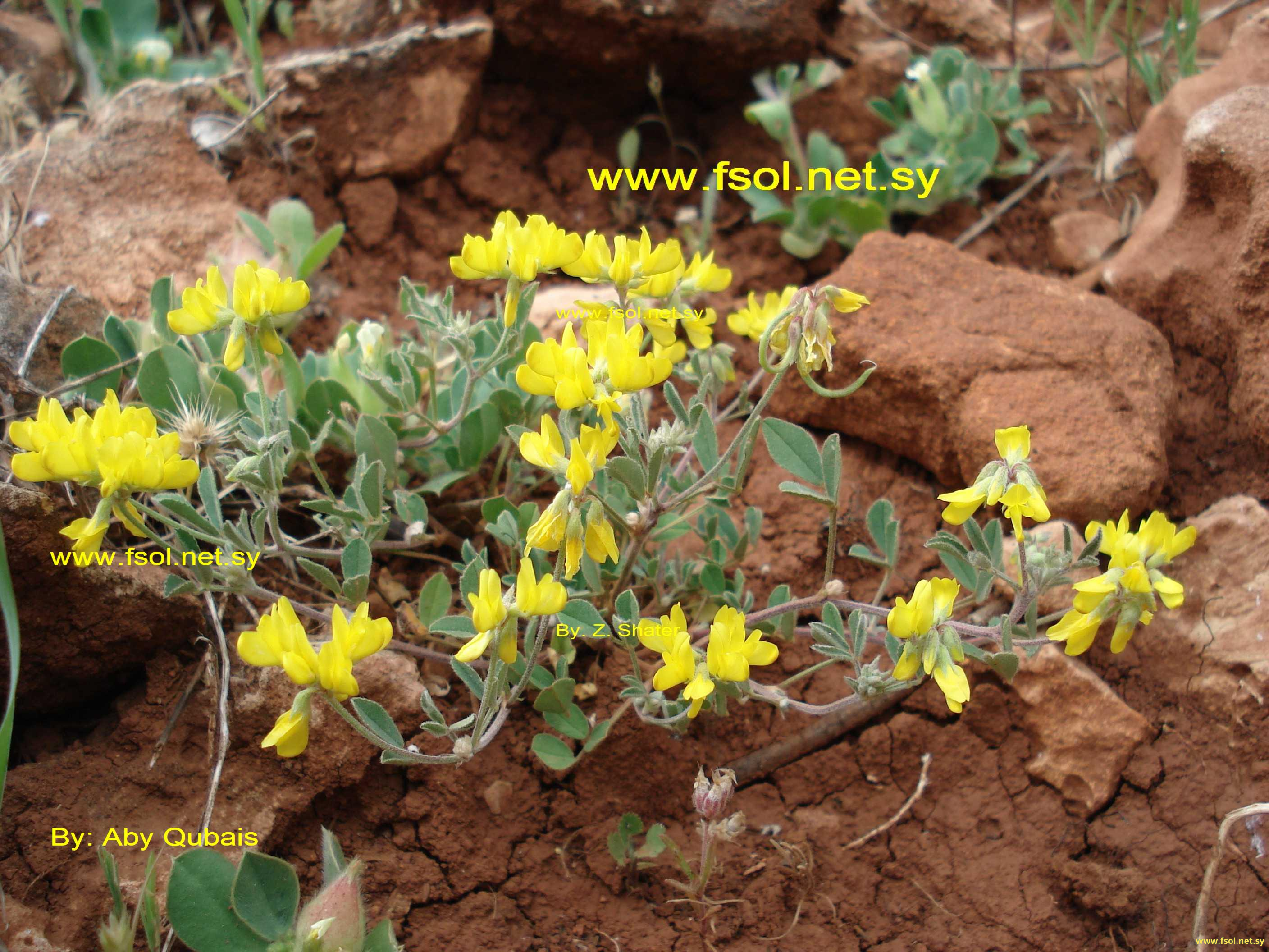 Trigonella spruneriana Boiss.