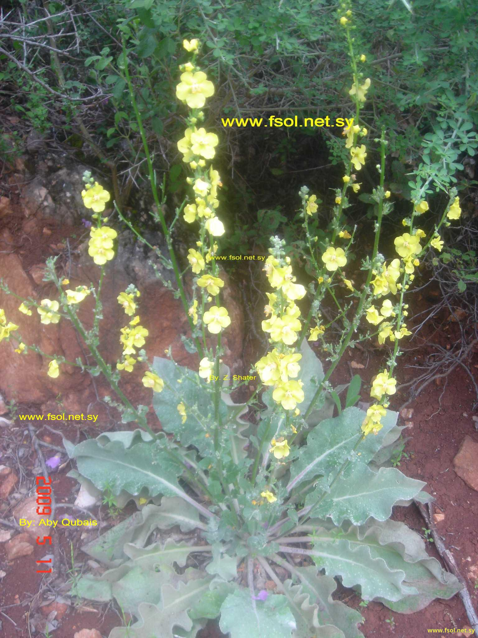 Verbascum gaillardotii Boiss.