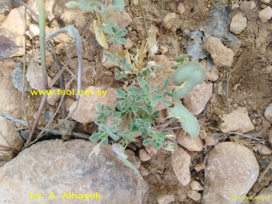 Medicago radiata L.