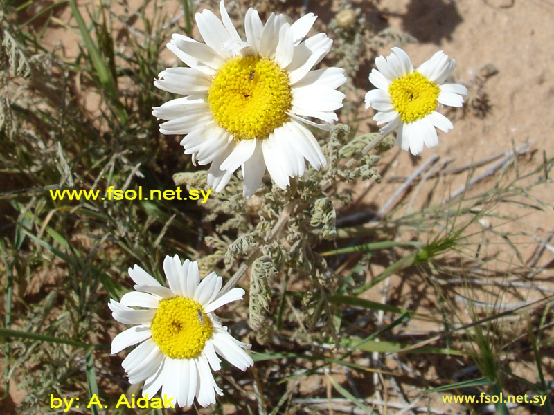 Anthemis deserti-syriaci Eig