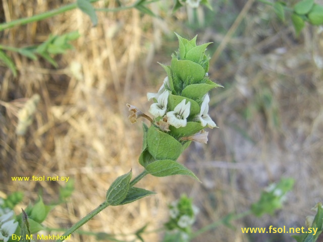 Sideritis pullulans Vent.