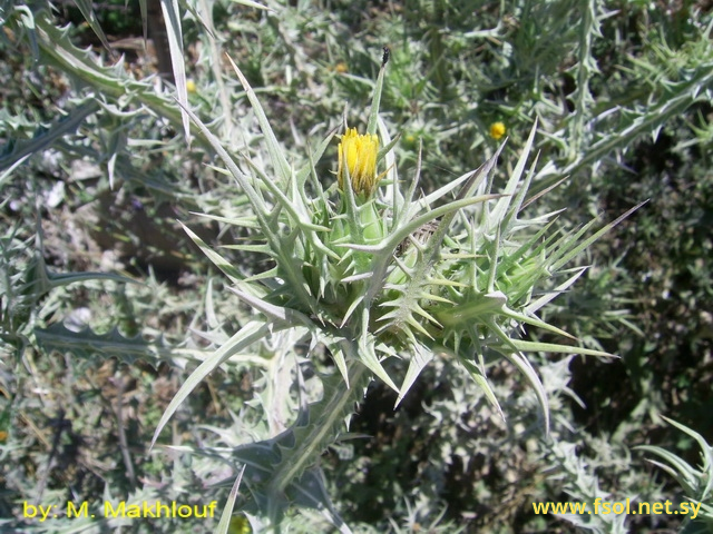 Scolymus maculatus L.