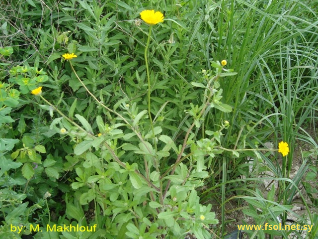 Chrysanthemum myconis L.