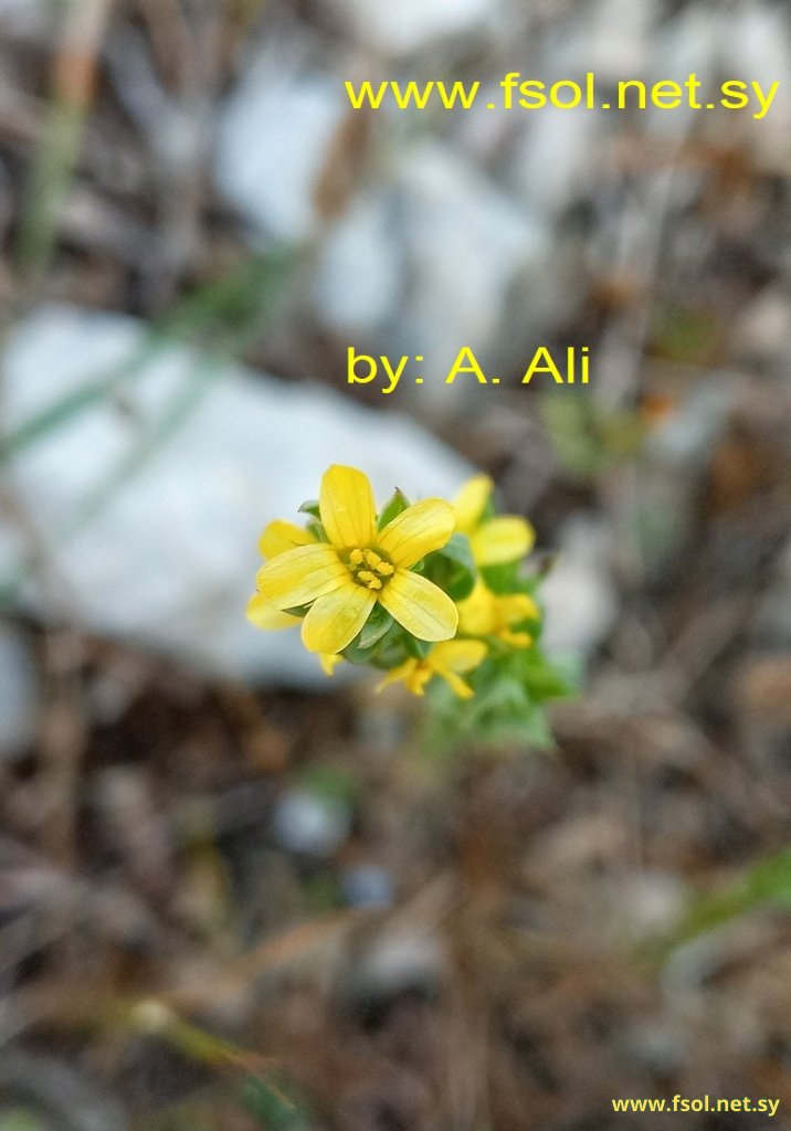 Linum strictum L.
