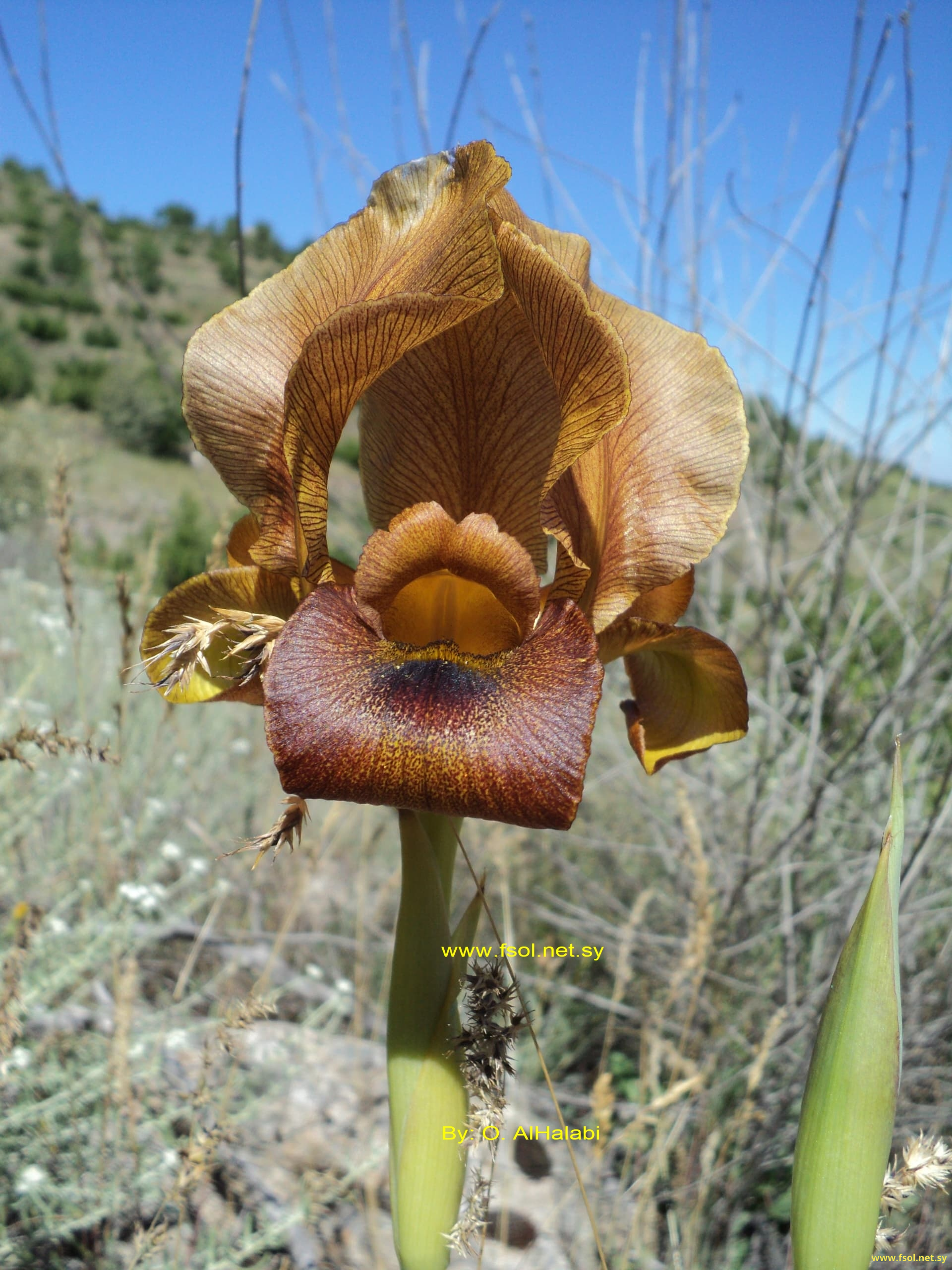 Iris auranitica Dinsmore.