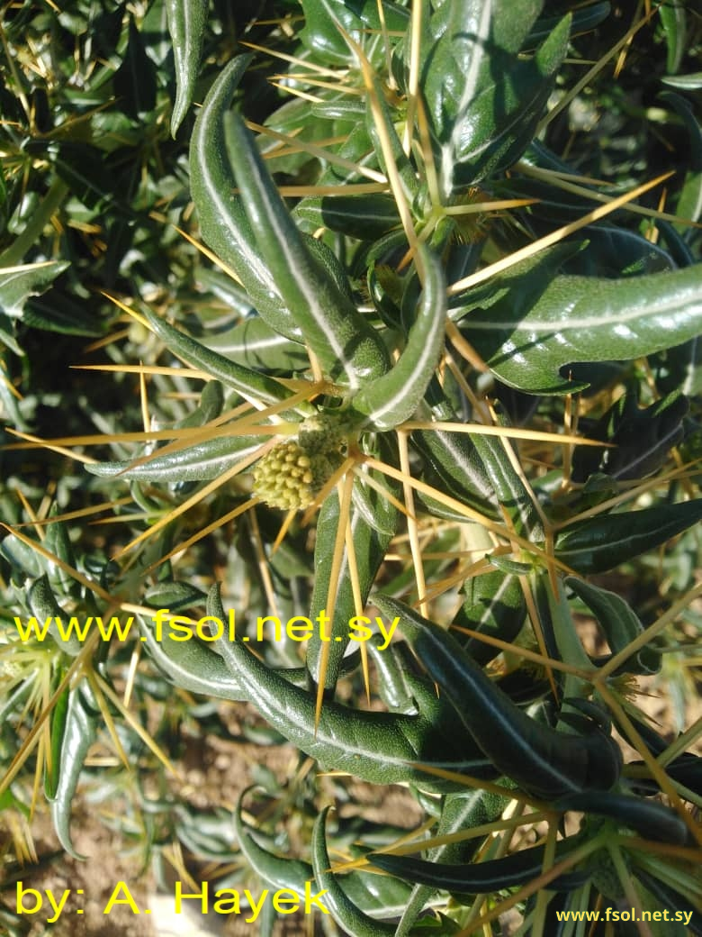 Xanthium spinosum L.