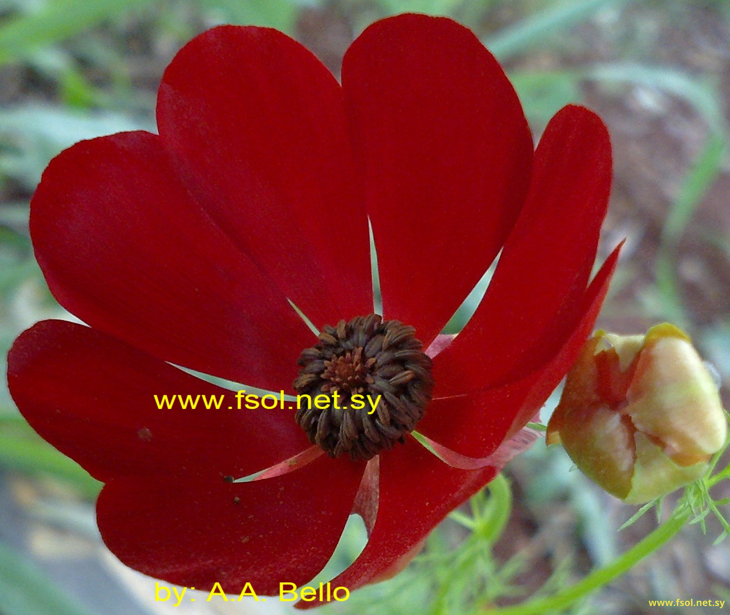Adonis aleppica Boiss.