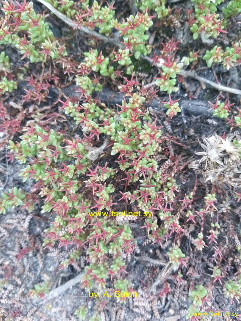 Sedum cespitosum (Cav.) Boiss.
