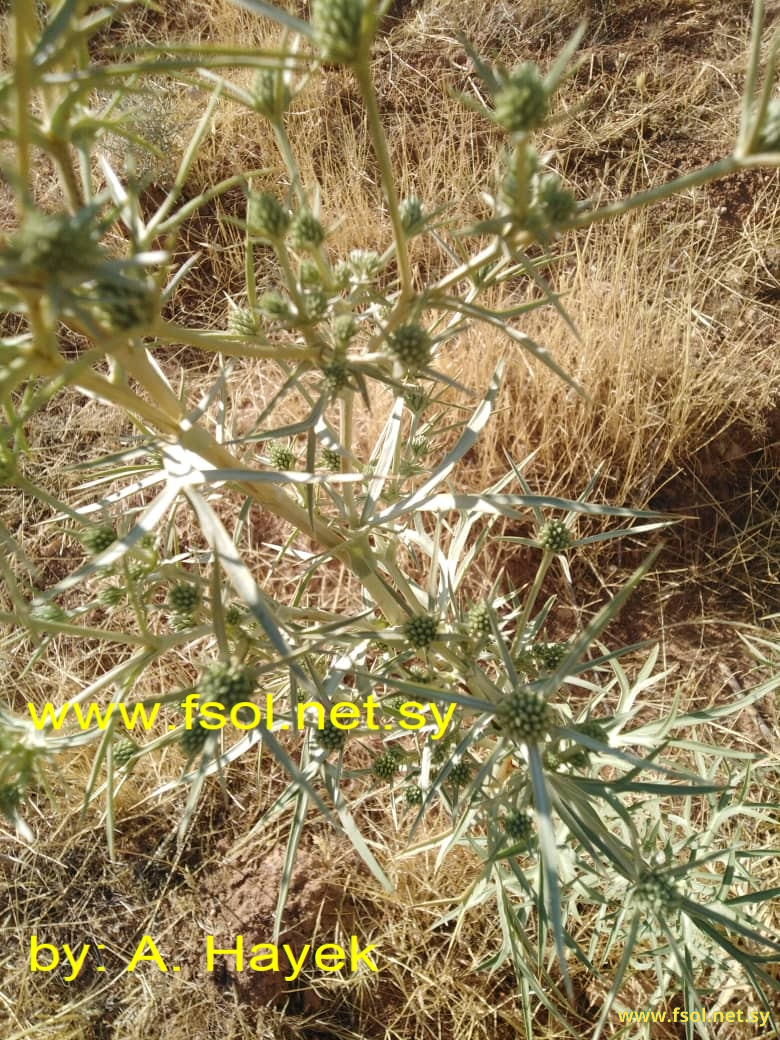 Eryngium glomeratum Lam.