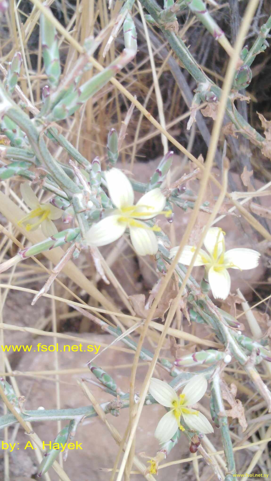 Scariola orientalis (Boiss.) Sojak.