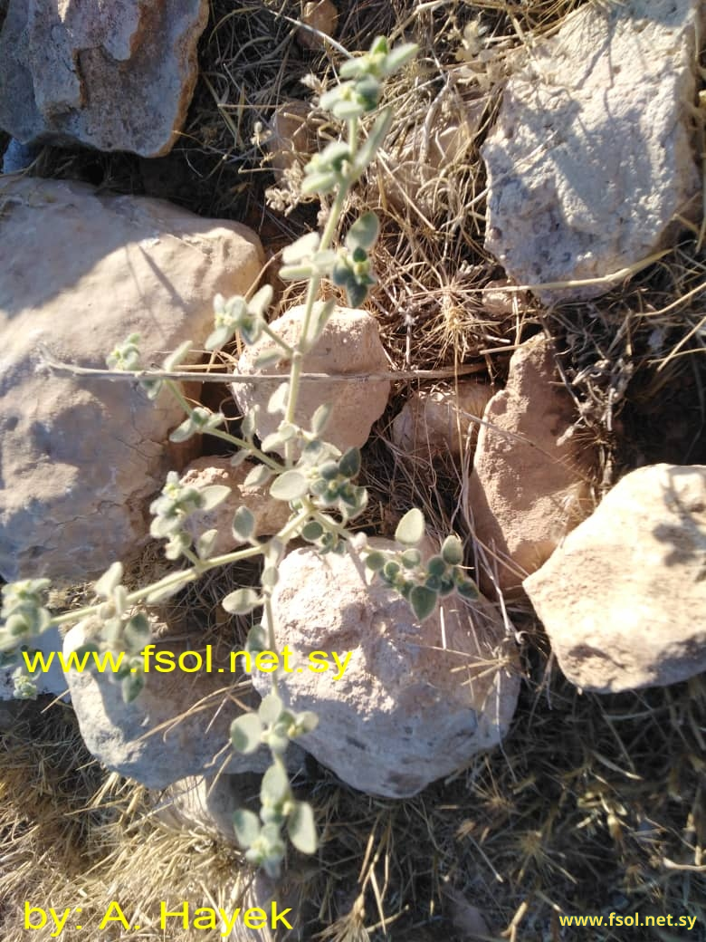 Euphorbia petiolata Banks et Sol.