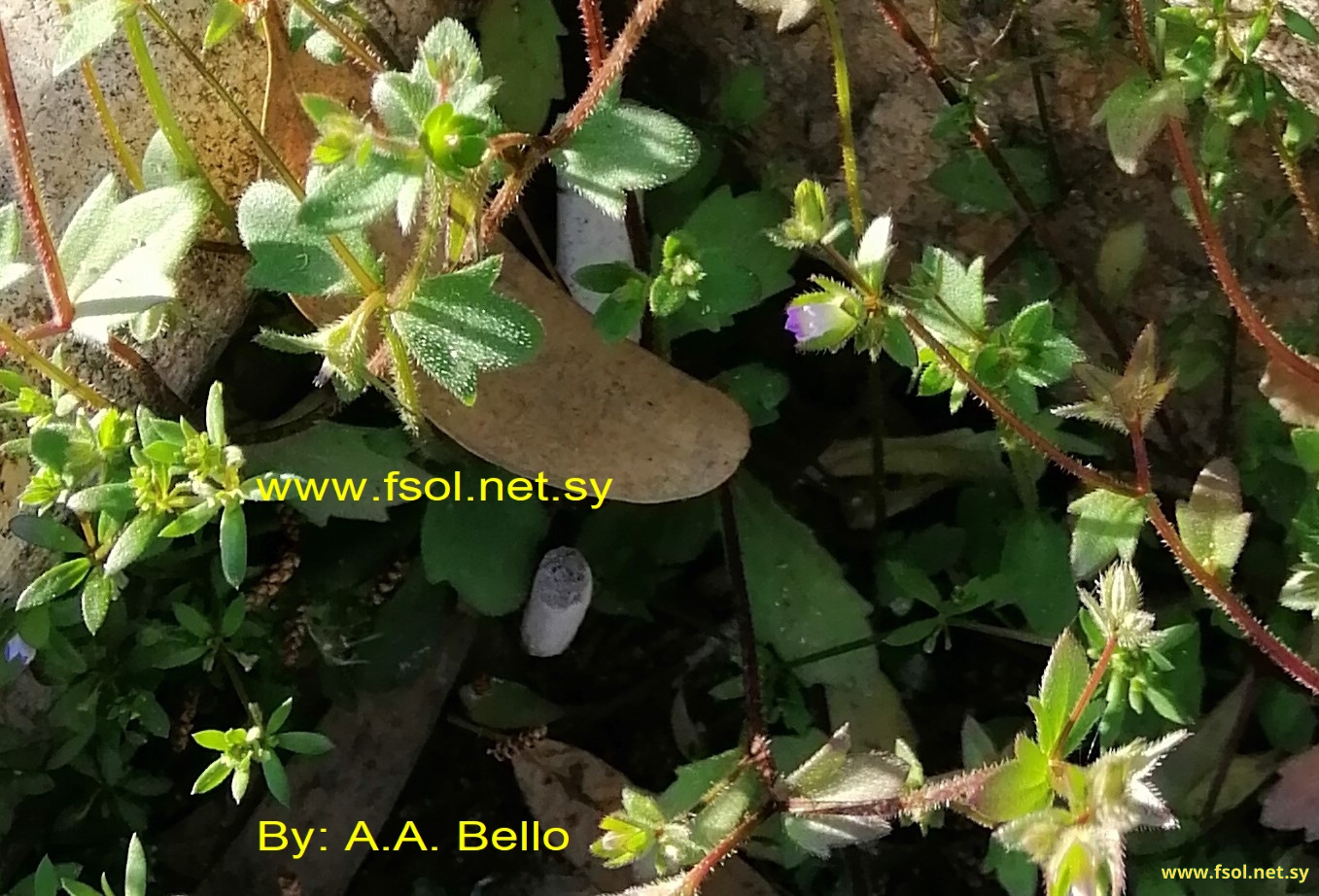 Campanula erinus  L.