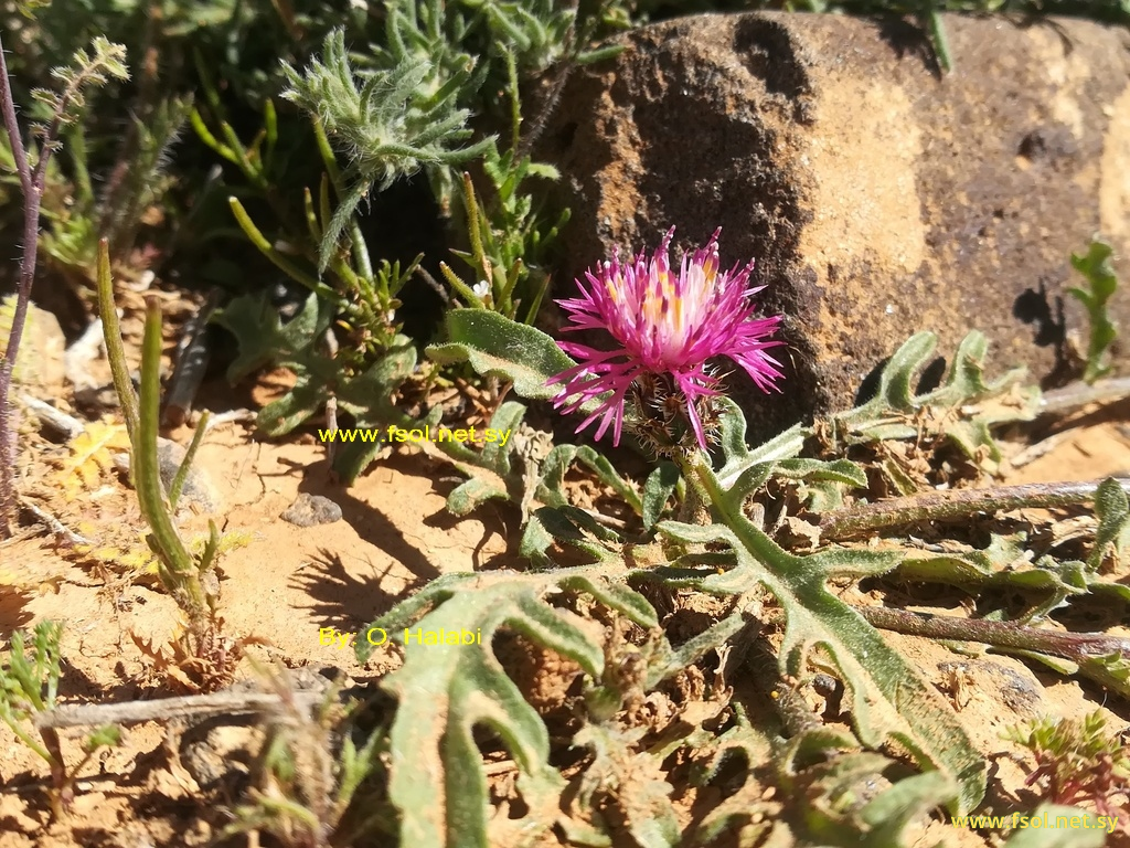 Centaurea ammocyanus Boiss.