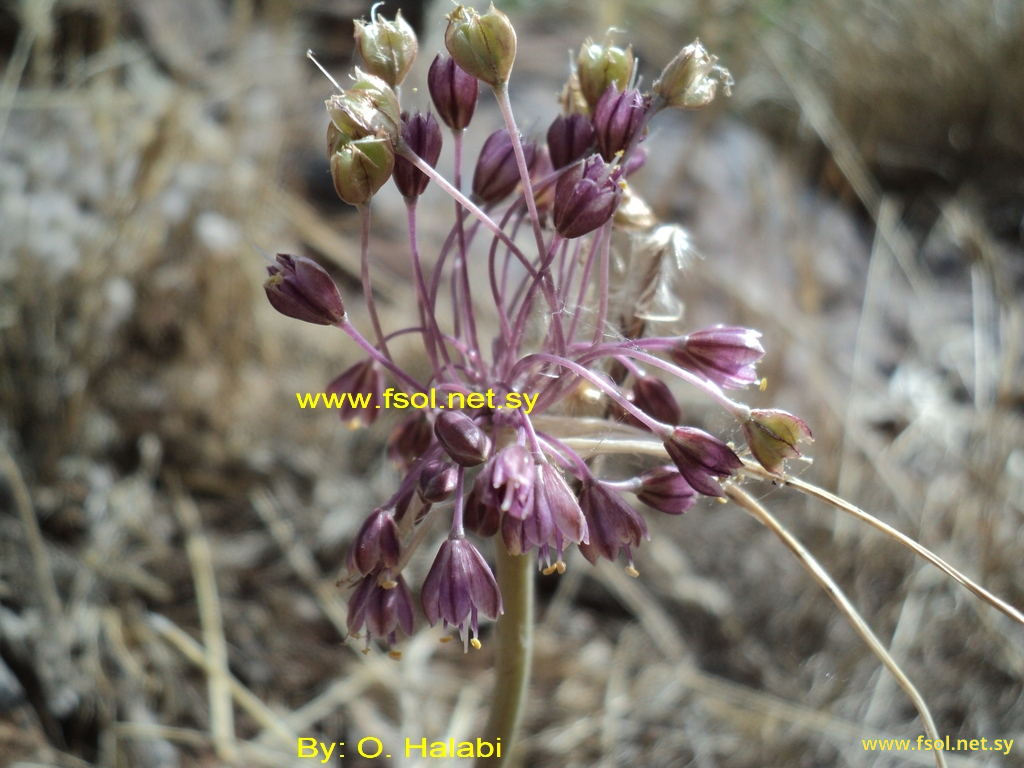 Allium daninianum Brullo, Pavone & Salmeri